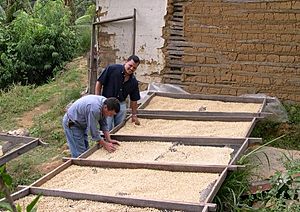 Coffeebeansorting