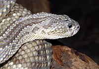 Crotalus durissus terrificus (1).JPG