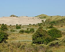 Dünenhügel NP Zuid-Kennemerland