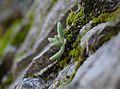 Dudleya densiflora 174645895