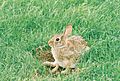 Eastern cotton tail sitting