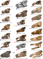 Edmontosaurus skulls