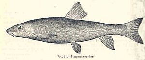 FMIB 35064 Longnose Sucker