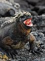 Fat Marine Iguana opens wide!