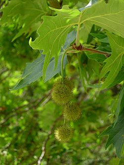 Fruits of Platanus orientalis