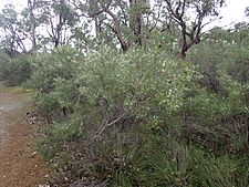 Hakea trifurcata habit