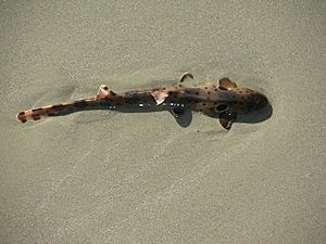 Hemiscyllium ocellatum beach