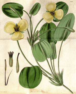 Hydrocleys nymphoides CBM.png