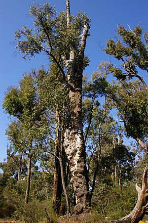 Jarrah tree burls 01 gnangarra.JPG