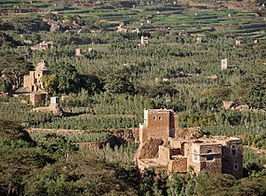 Khat fields in western yemen