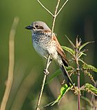 Lanius collurio -Poland -female-8-4c.jpg