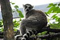 Lemur at Detroit Zoo