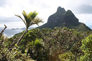 LordHoweIsland MtGower 382