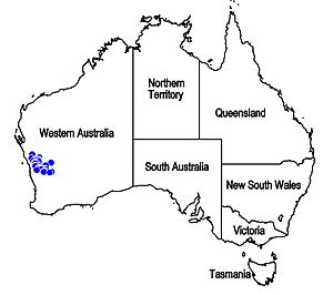 Map.Dicrastylis soliparma.jpg