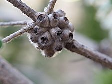 Melaleuca megacephala (fruits)