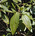 Melastome leaves