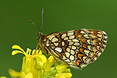 Melitaea athalia - Keila