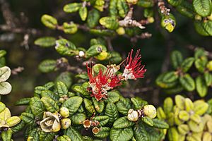 Metrosideros rugosa (lehua papa) (5867889377).jpg