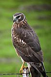 Northern (Hen) Harrier.jpg