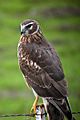 Northern (Hen) Harrier