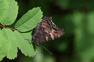 Nymphalis californica 1148