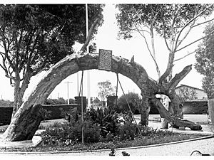 Old Gum Tree at Glenelg(GN05905)