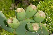 Opuntia stricta