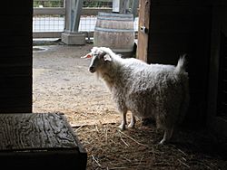 Oregon Zoo White Goat