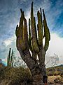 Pachycereus Pringlei With Human for Scale