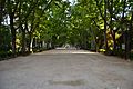 Paseo Central del Parque Abelardo Sánchez. Centro. Albacete