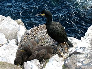 Phalacrocorax aristotelis