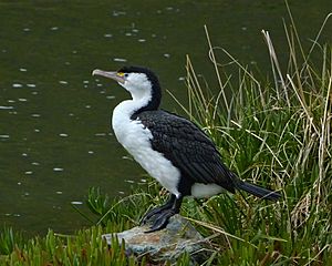 Phalacrocorax varius -Waikawa, Marlborough, New Zealand-8.jpg