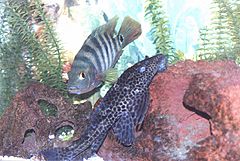 Pleco03a