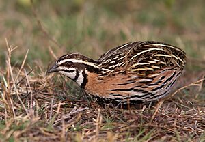 Rain Quail Male.jpg