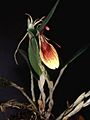 Restrepia iris Orchi 01