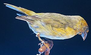 Rhodacanthis palmeri, male, Bishop Museum, Honolulu.JPG