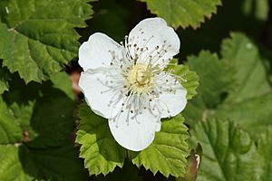 Rubus lasiococcus 9946.JPG