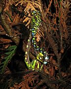 SOUTHERN HAWKER DRAGONFLIES