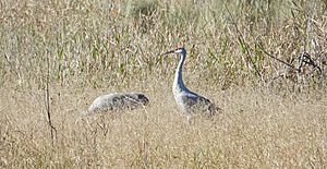 Sandhill Crane's