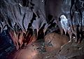 Shark tooth stalactites