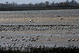 Snow geese at sacramento