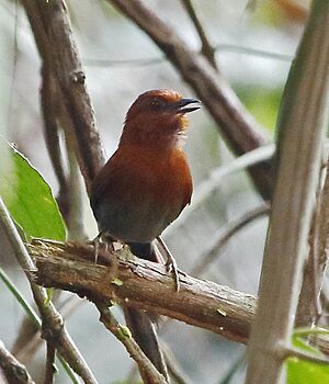 Synallaxis cherriei - Chestnut-throated spinetail.jpg