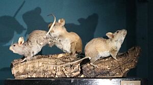 Taxidermied Peromyscus difficilis.JPG