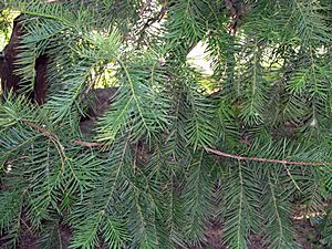 Torreya nucifera bgiu.jpg