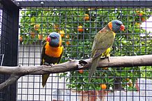 Trichoglossus haematodus rubritorquis -aviary-8a.jpg