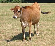 Vaque dé Jèrri Jersey cow