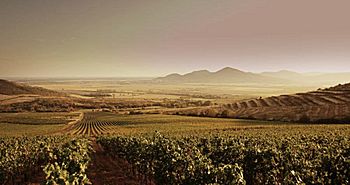 Vineyards in Tokaj