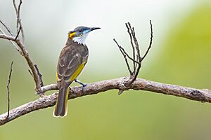 White-streaked Honeyeater 0A2A8056.jpg