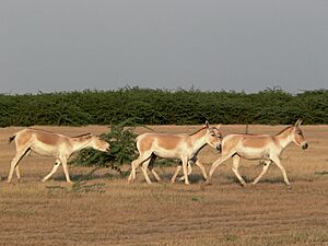 Wild ass group female