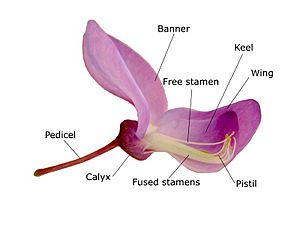 Wisteria sinensis nobackground labels